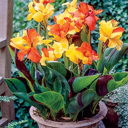 Canna 'Cleopatra'