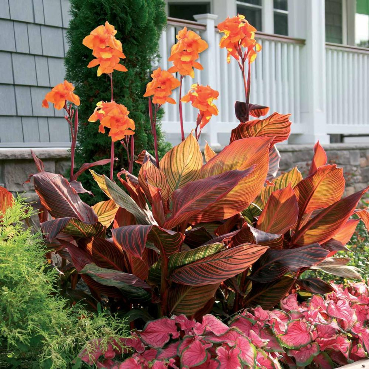 Canna 'Tropicana'