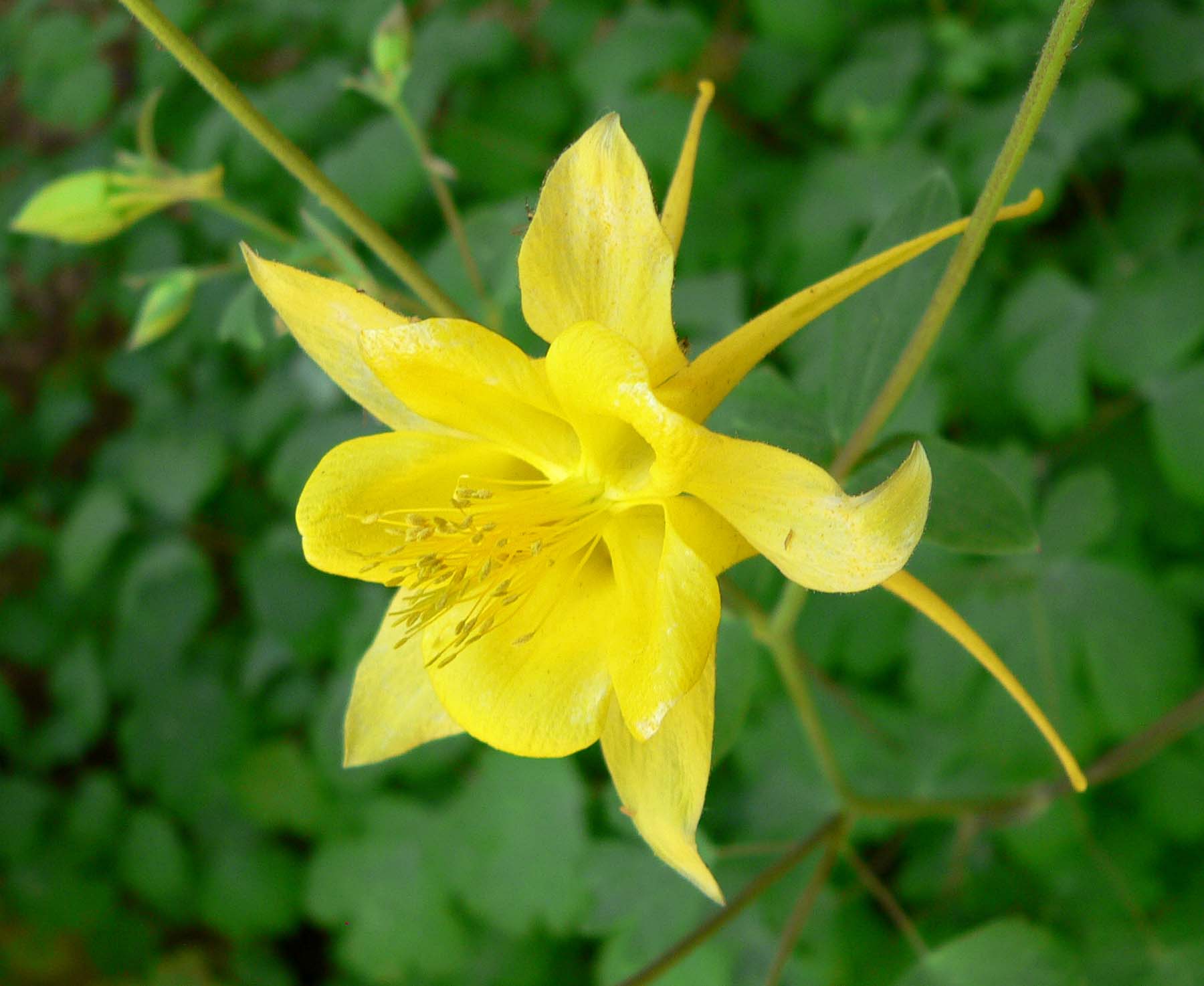 Aquilegia Chrysantha