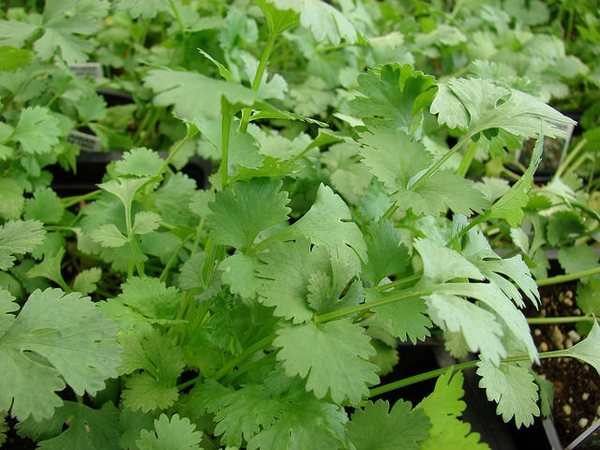 Cilantro - Coriandrum sativum 'Cilantro'