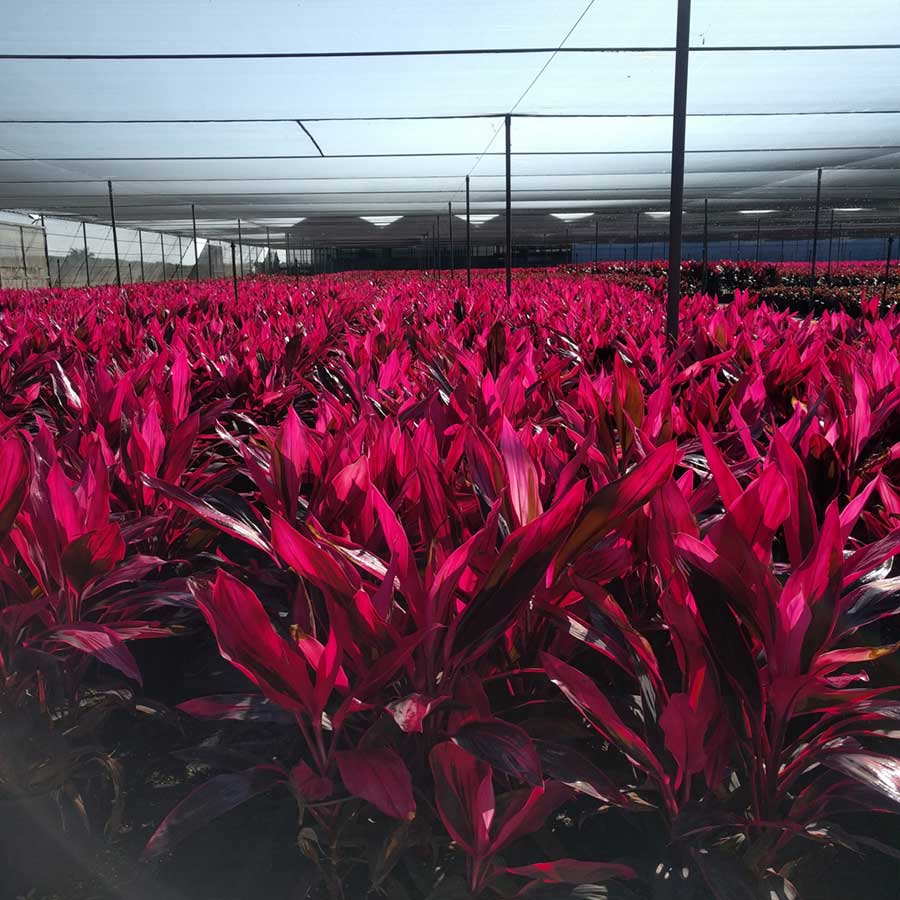 Cordyline Assorted