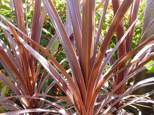 Cordyline Red Star