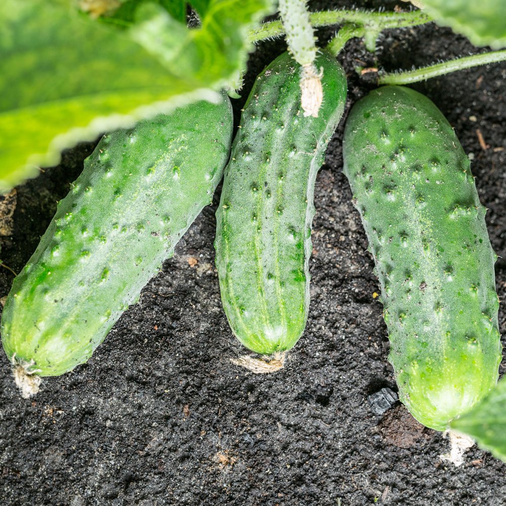 Cucumber 'Homemade Pickles'