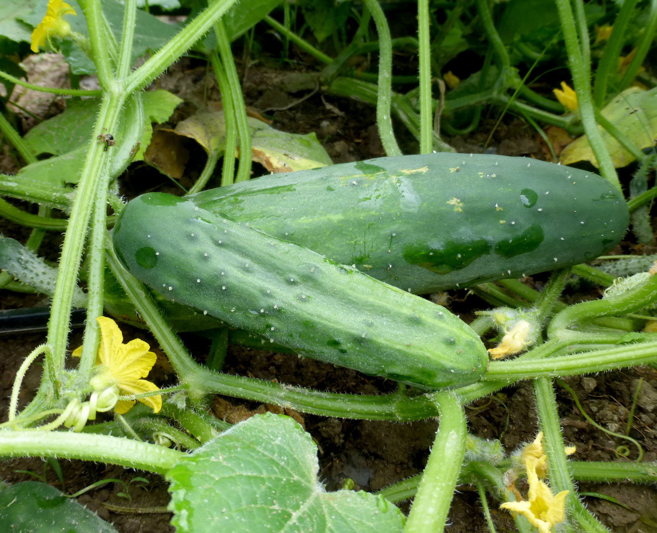 Cucumber 'Marketmore'