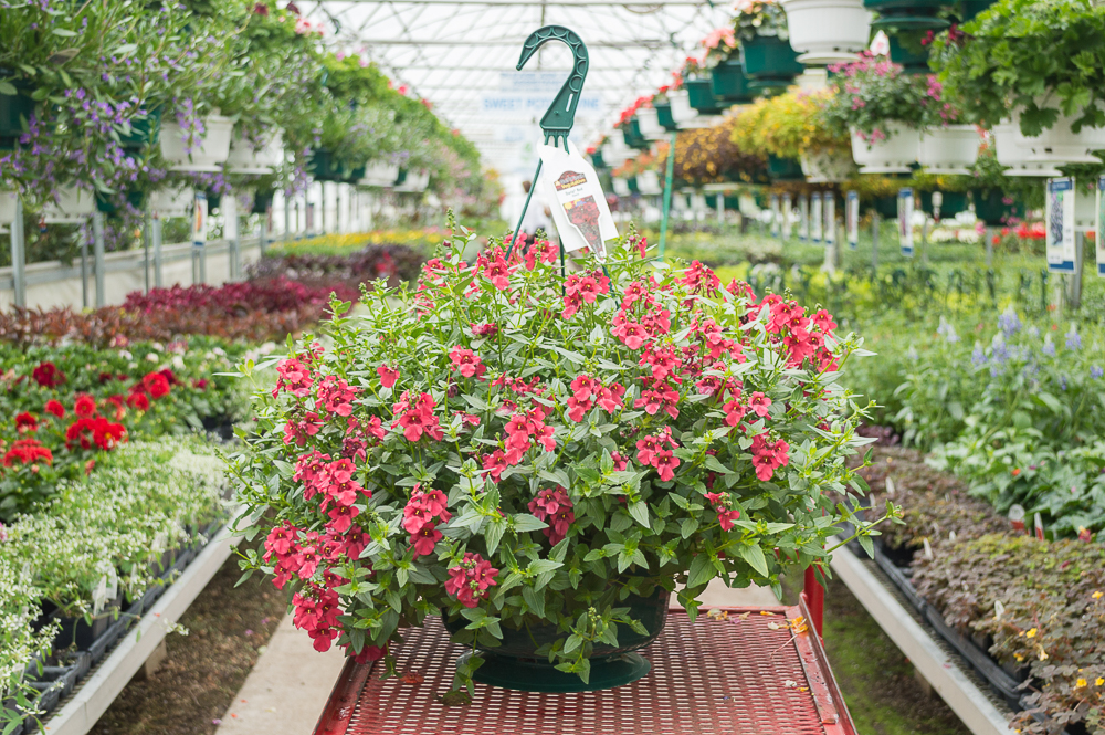 Diascia Darla Red