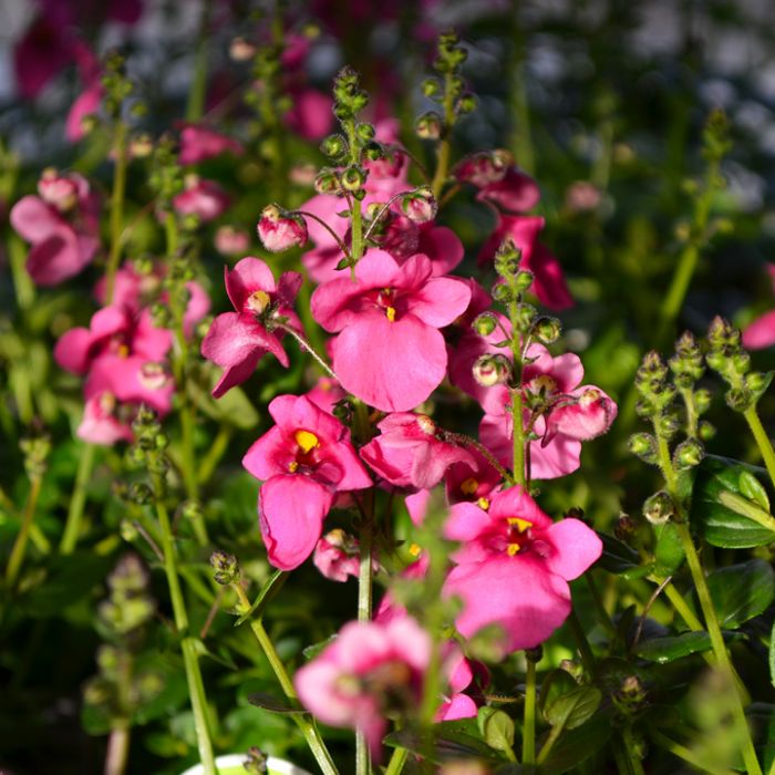 Diascia Darla Rose