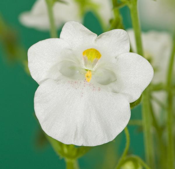 Diascia Darla 'White'