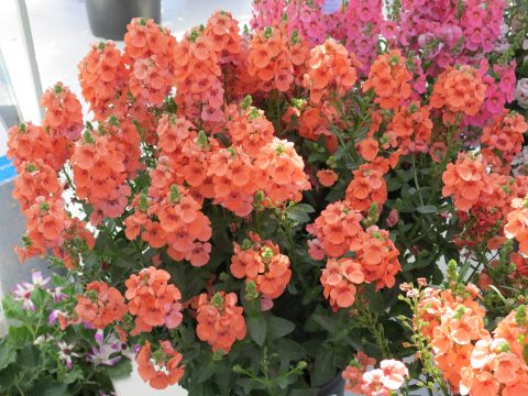 Diascia Sundiascia 'Upright Peach'