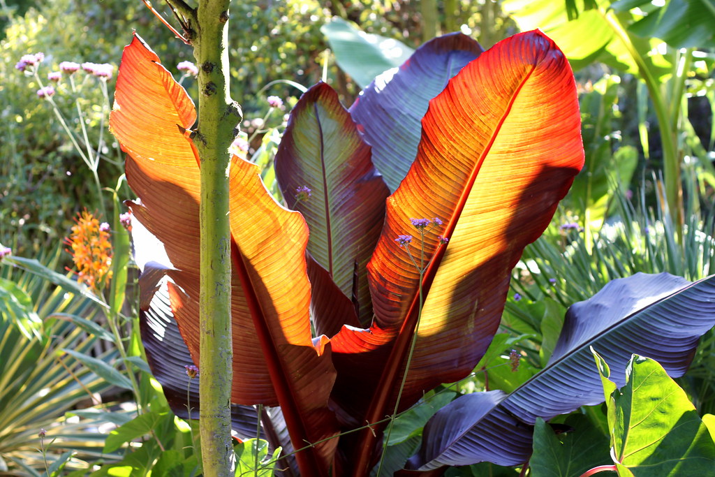 Ensete ventricosum 'Maurelii'