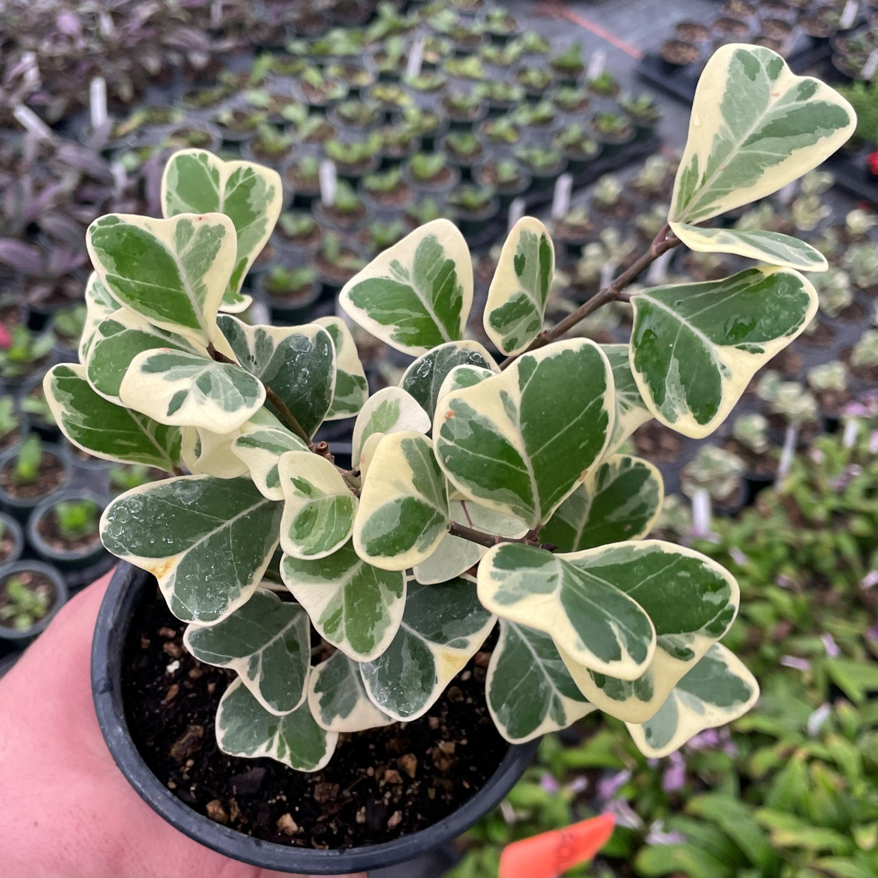 Ficus triangularis 'Variegata' STD