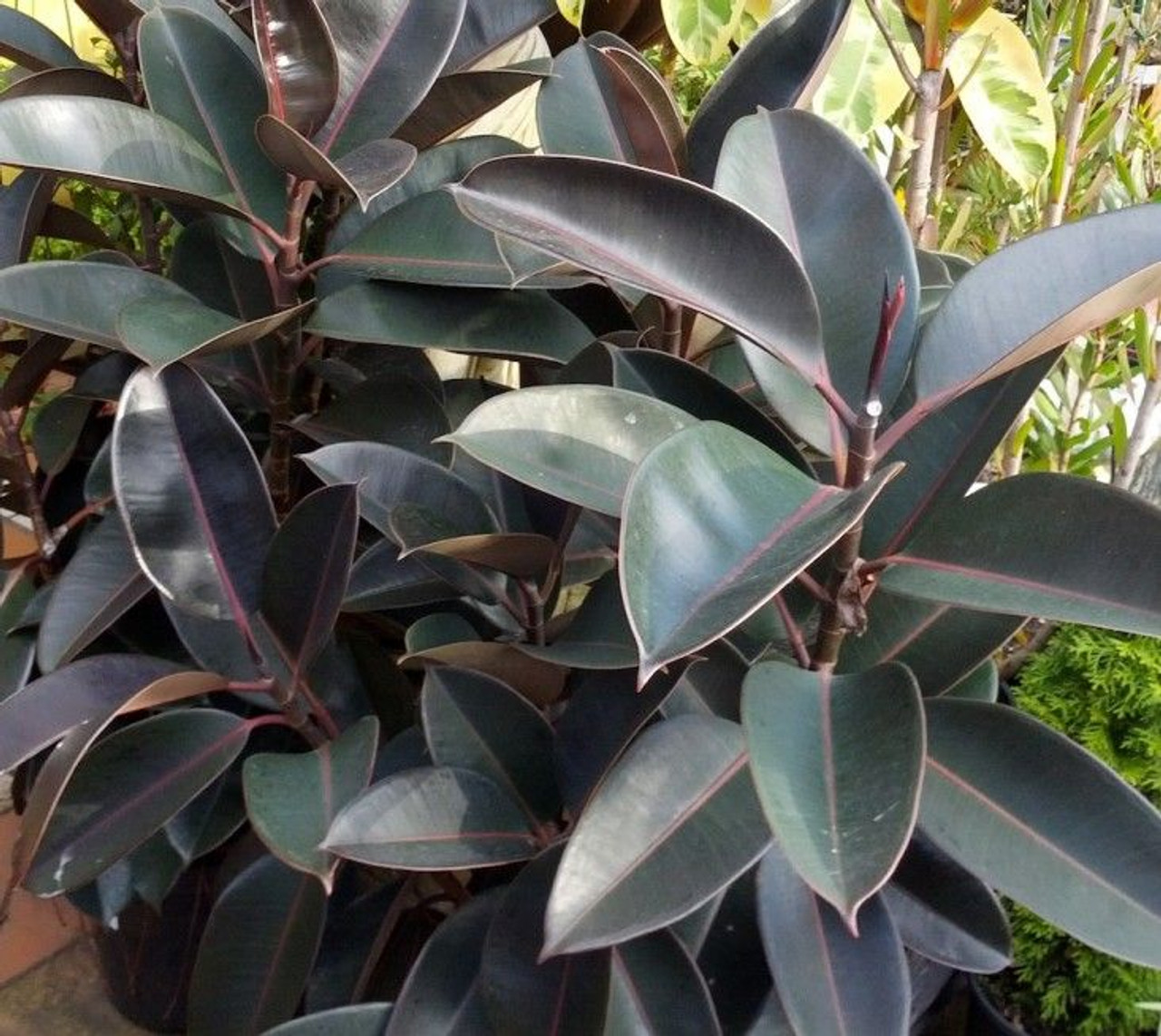 Ficus elastica 'Burgundy'