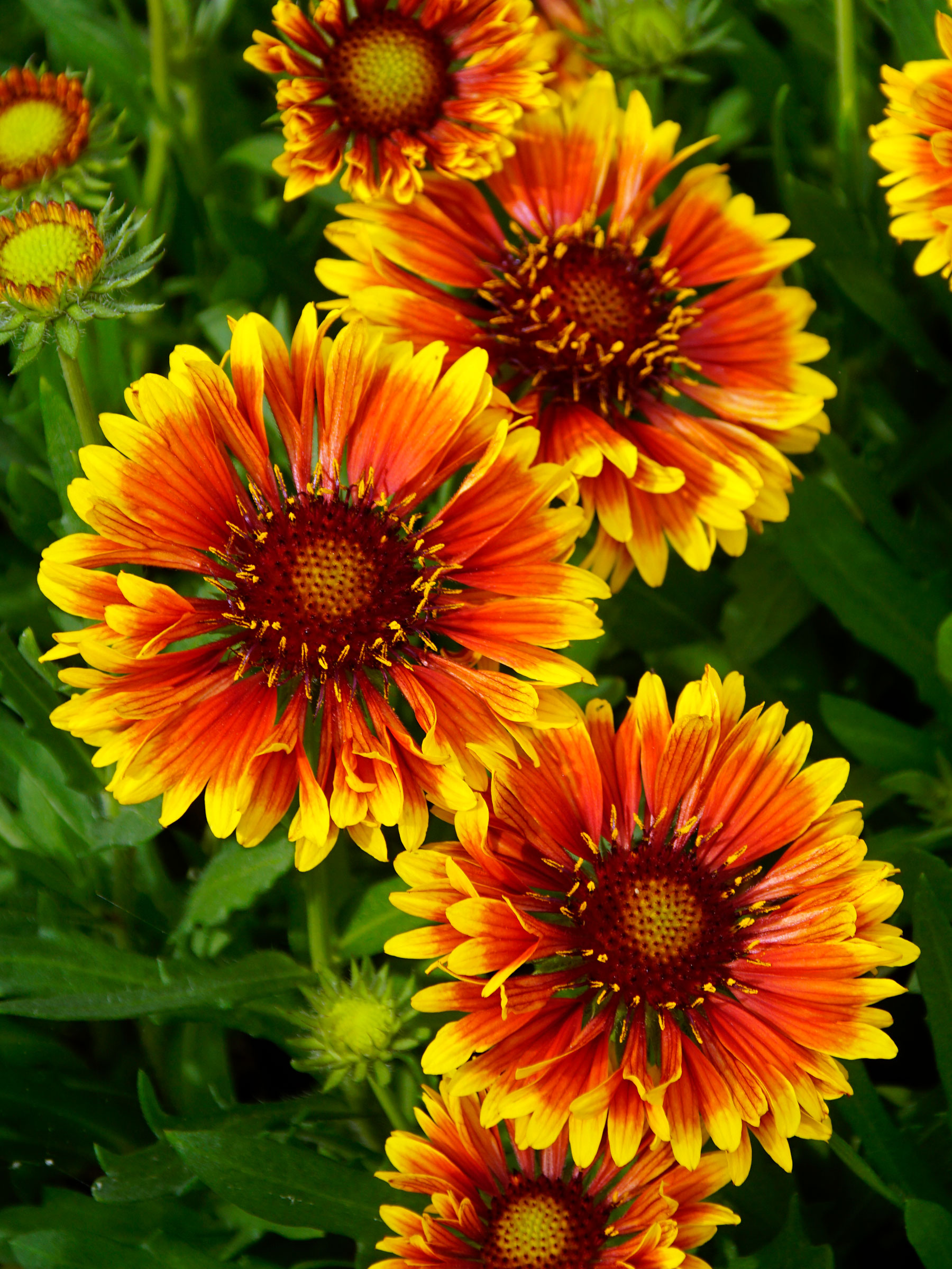 Гайлардия Spintop Orange Halo