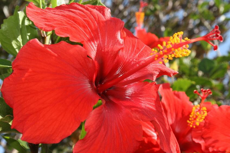 Hibiscus rosa-sinensis