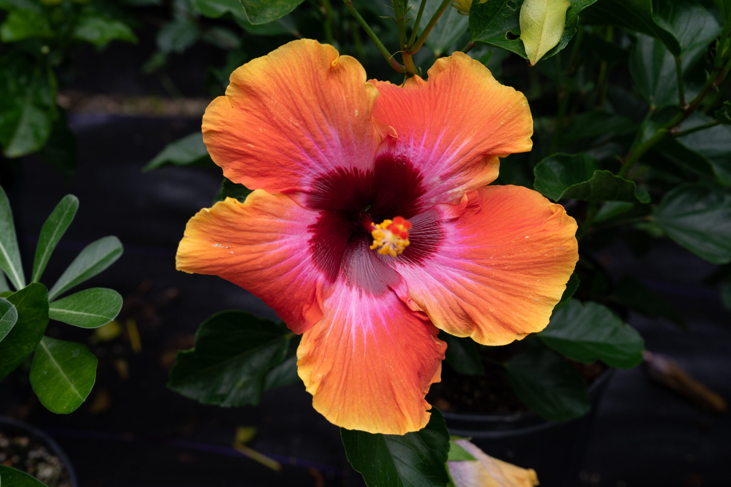 Hibiscus Fiesta