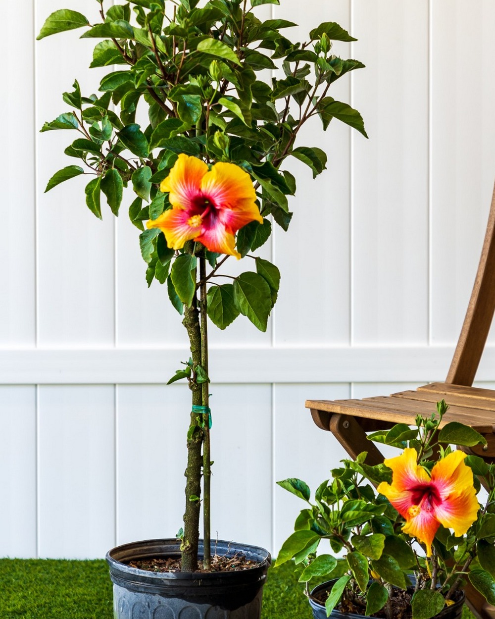 Hibiscus rosa-sinensis (Assorted Colors)