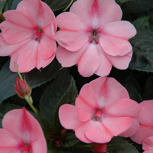 Impatiens Sun Blush Pink