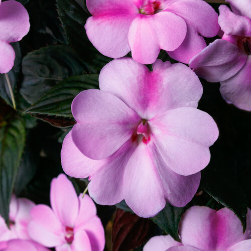 Impatiens Sun Lavender Splash