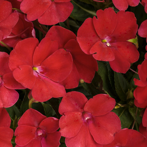 Impatiens Sun Red