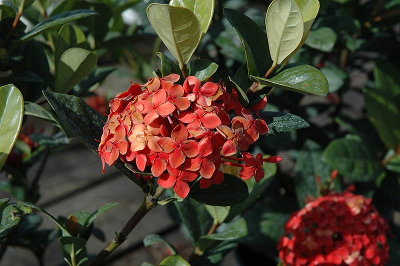 Ixora 'Maui'