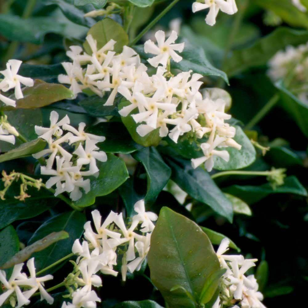 Jasminum 'Confederate'