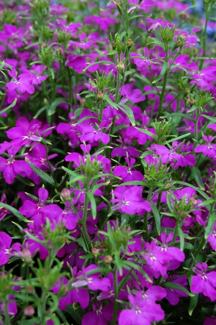 Lobelia Techno Heat 'Violet'