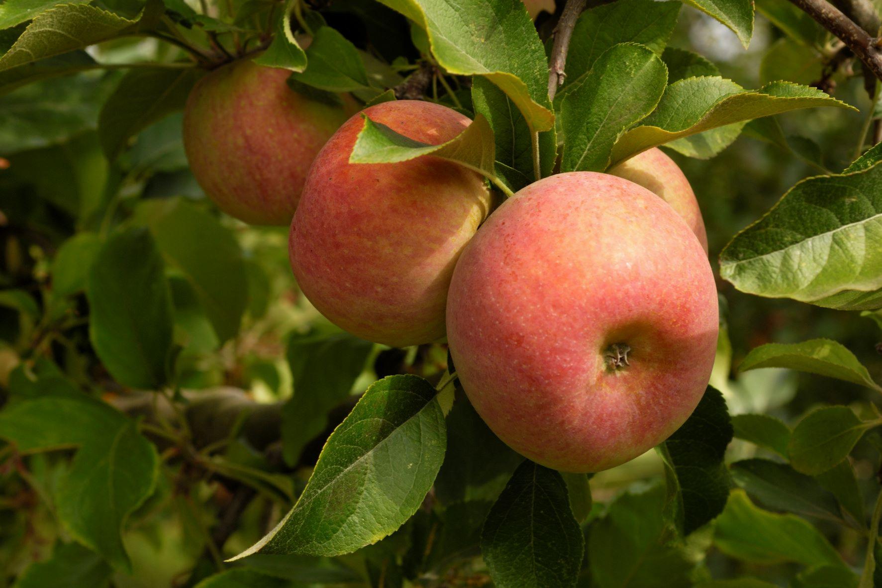 Malus Fuji