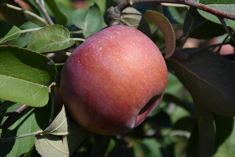 Malus SnowSweet