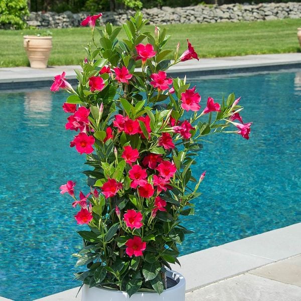 Mandevilla Tropical Breeze 'Raspberry Kiss'