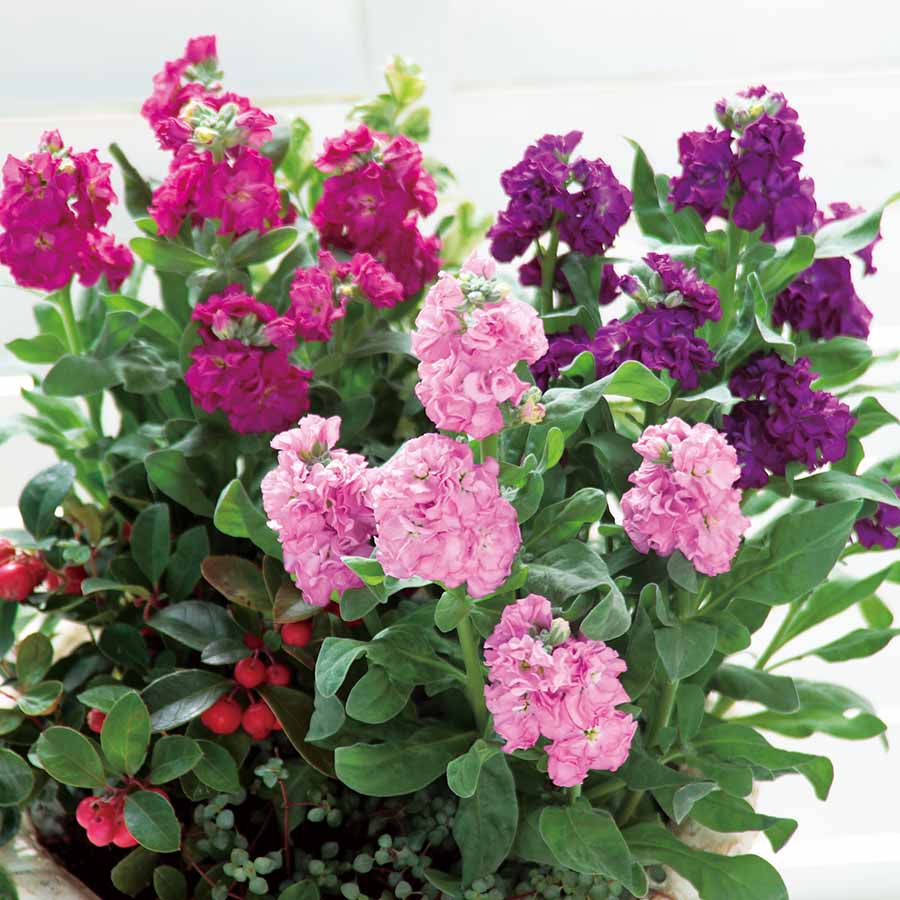 Matthiola (Stock) 'Mime Mix'