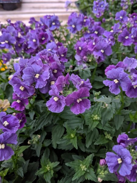 Nemesia Nesia 'Denim'