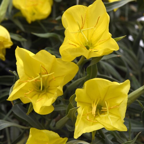 Oenothera missouriensis