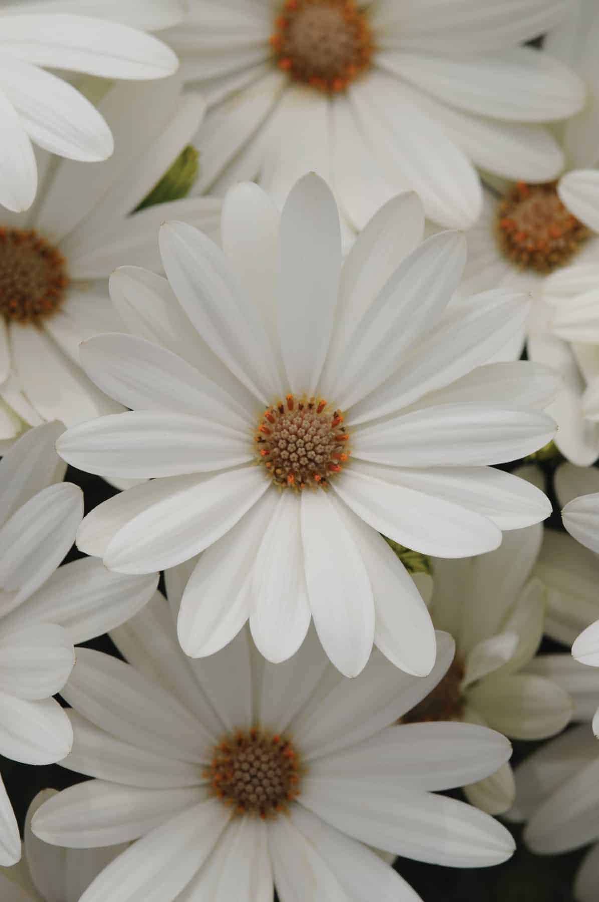 Osteospermum 'Akila Daisy White'