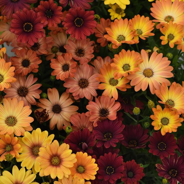 Osteospermum 'Akila Hawaii Sunset Mix'