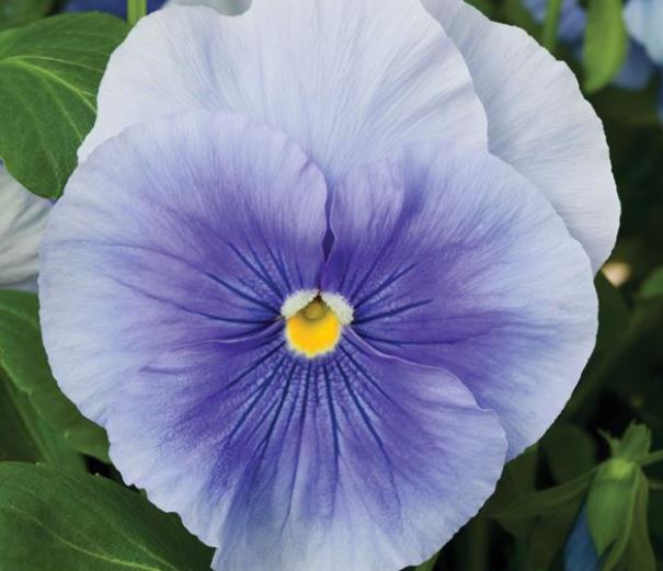 Pansy Delta 'Clear Light Blue'