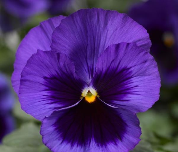 Pansy Delta 'Deep Blue Blotch'