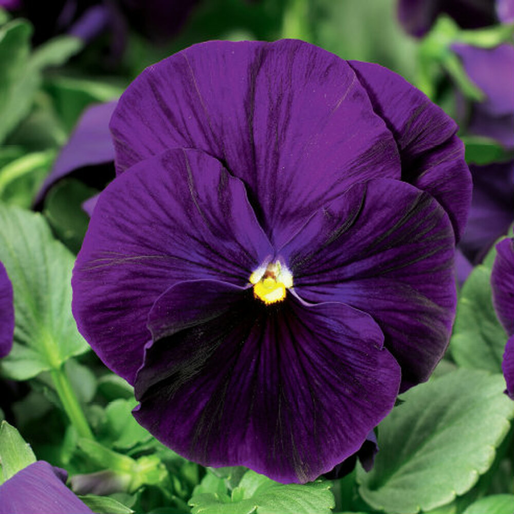 Pansy Delta Premium 'Violet'