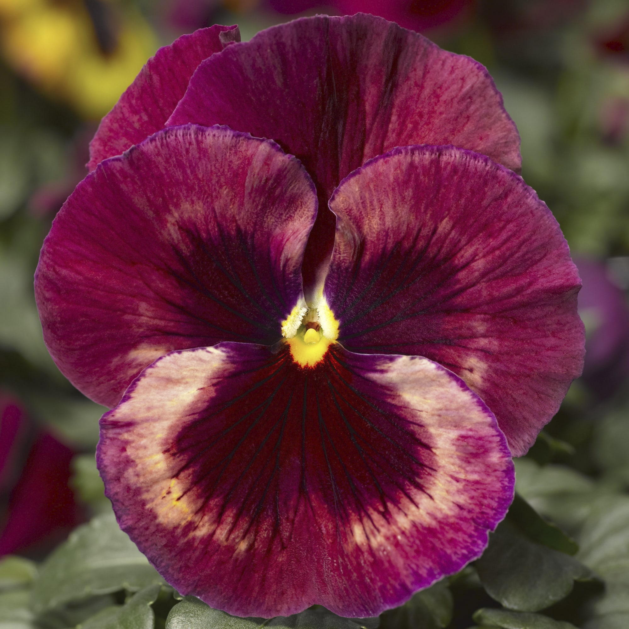 Pansy Delta Speedy 'Rose Medley'