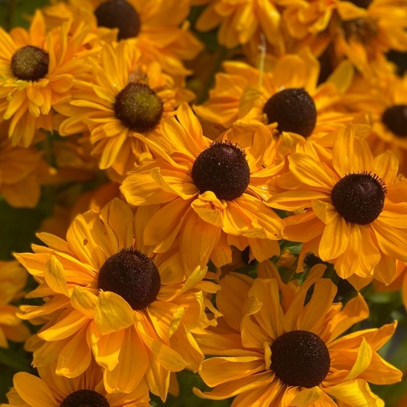 Rudbeckia Goldilocks