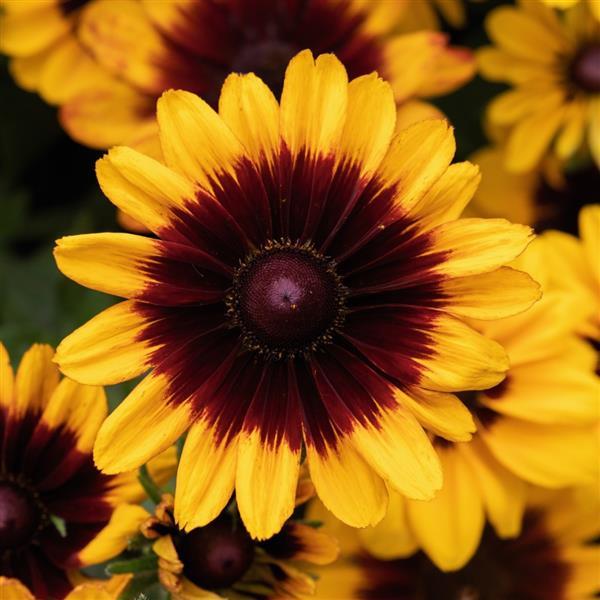 Rudbeckia Pawnee Spirit