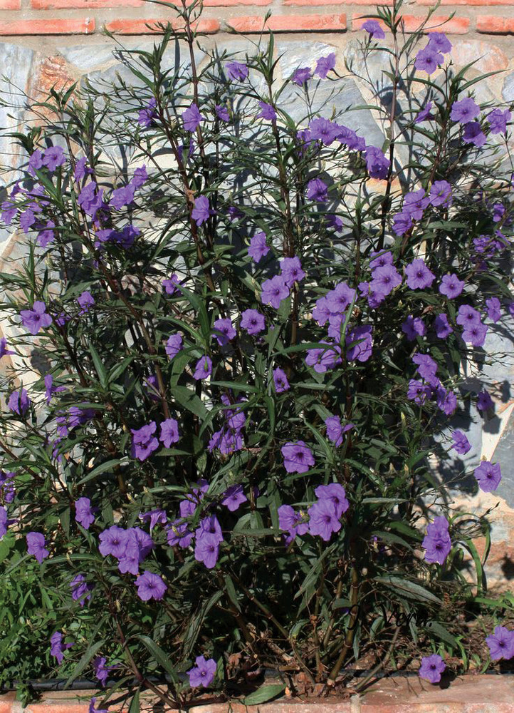 Ruellia 'Purple Showers' Braid