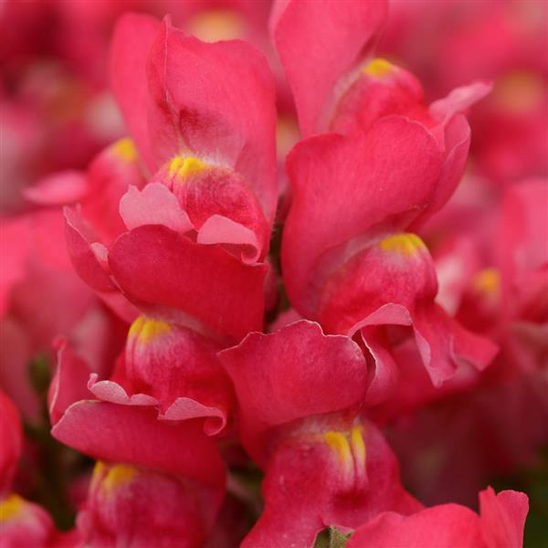 Snapdragon (Antirrhinum) Snapshot 'Rose'