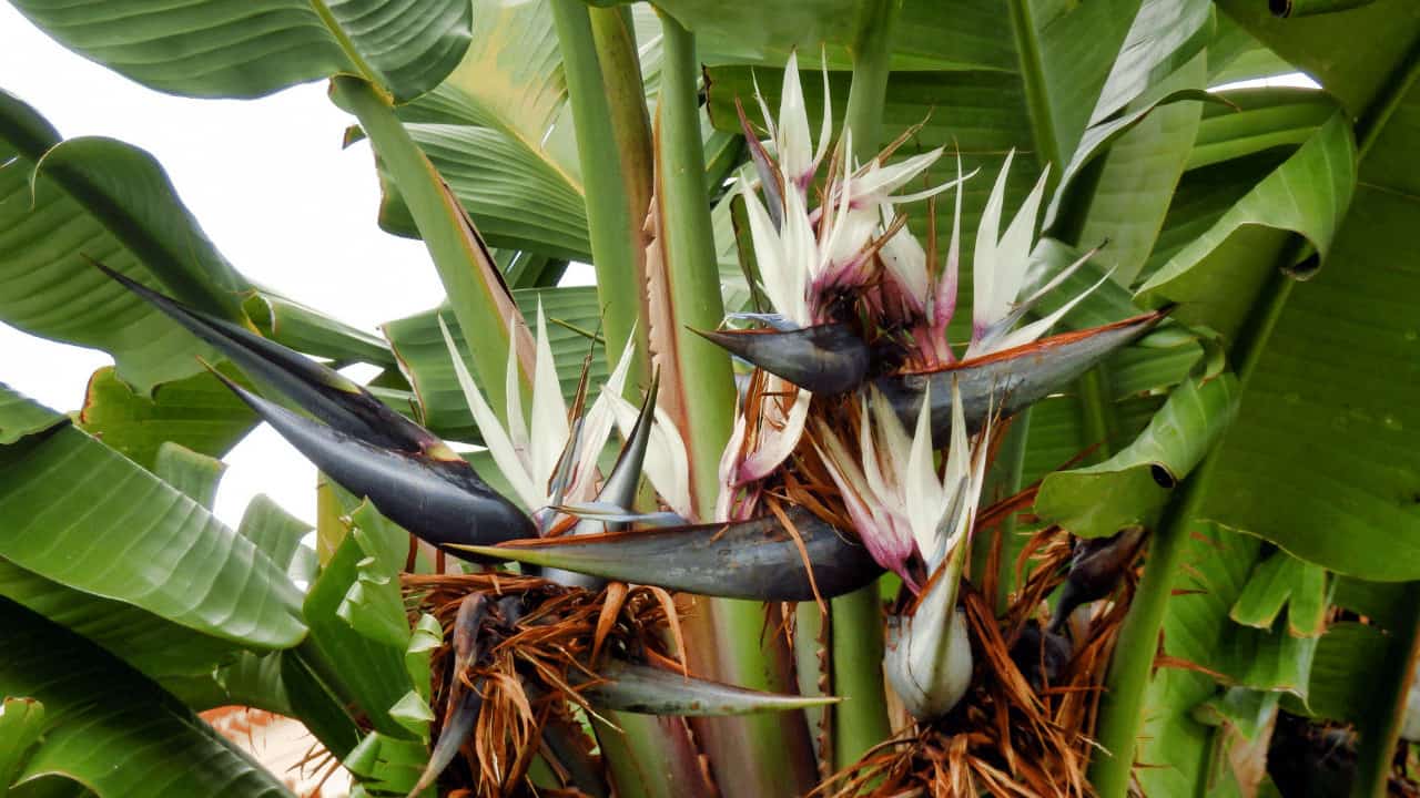 Strelitzia nicolai