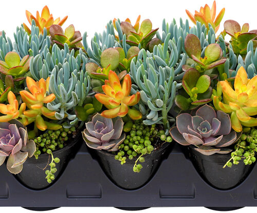 Succulents 'Seaside Suntan'