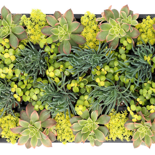 Succulents 'Sunshine & Citrus'