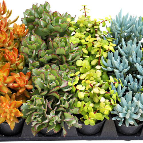 Succulents 'Tikis & Tropics'