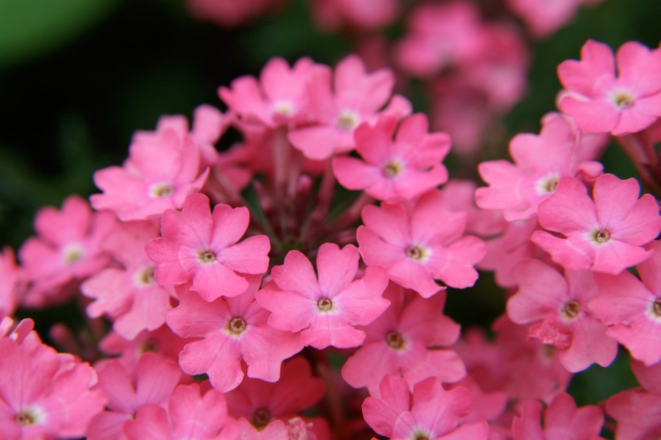 Verbena Lanai 'Deep Pink Improved'