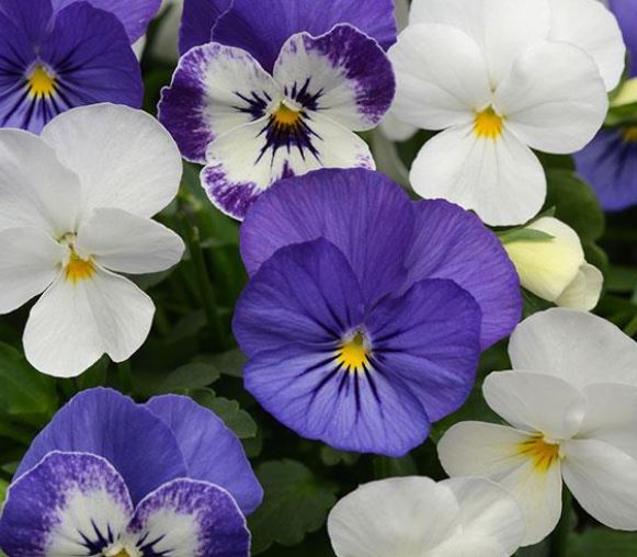 Viola Sorbet 'Blueberry Sundae'